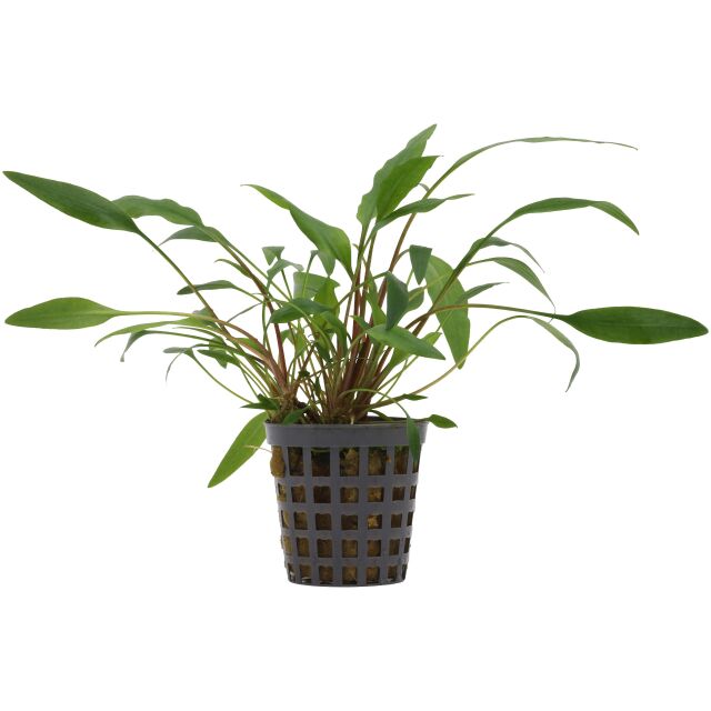 Cryptocoryne undulata 'Green'