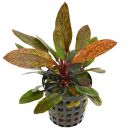 Echinodorus Rainers Kitty - Topf