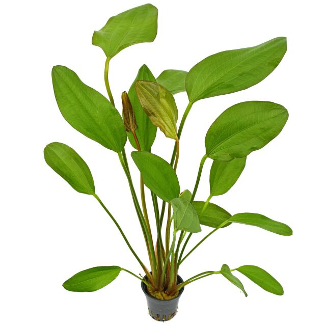 Echinodorus 'Red Chili' - Pot