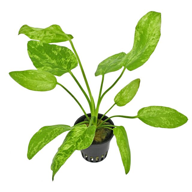 Echinodorus cordifolius 'Tropica Marble Queen' - Pot