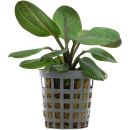 Echinodorus Hadi Red Pearl - Topf