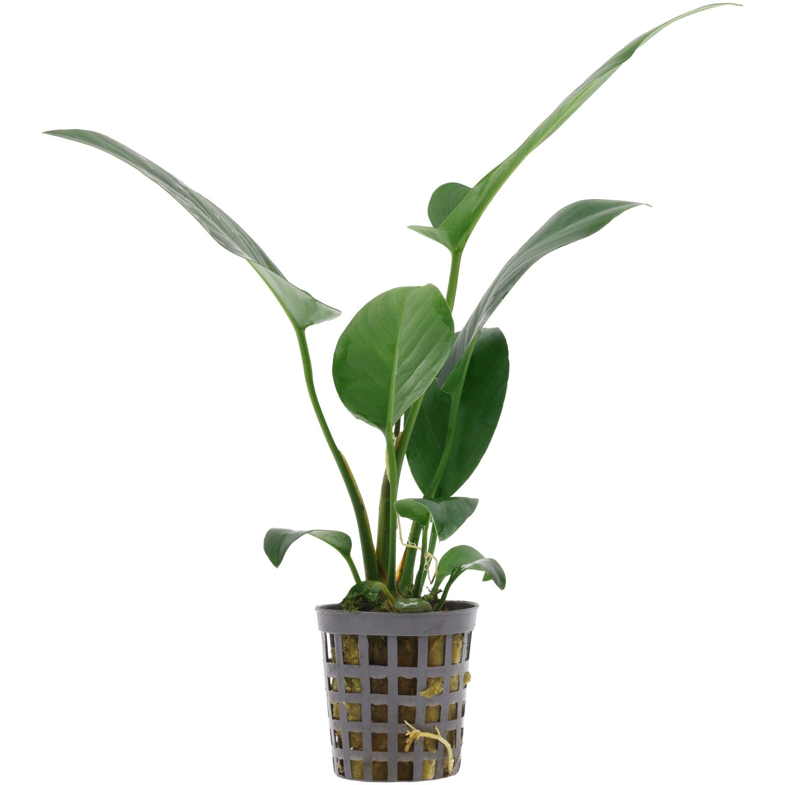 Anubias hastifolia