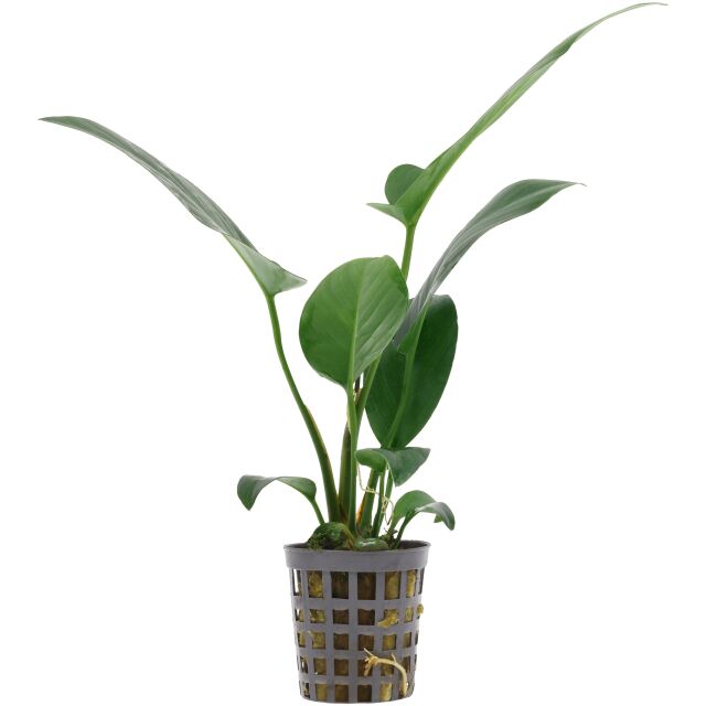 Anubias hastifolia