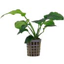 Anubias barteri 'Compact' - Topf