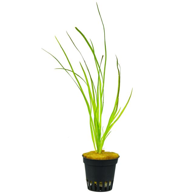 Vallisneria sp. "Rubra"