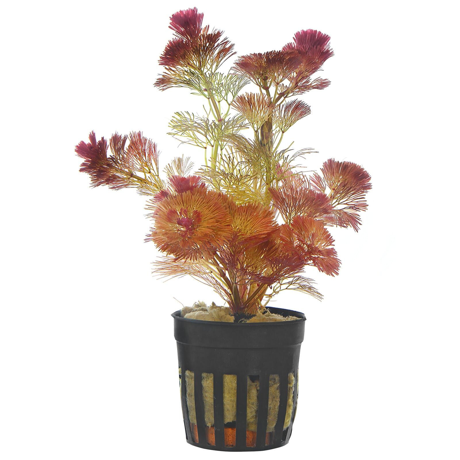 Cabomba furcata ("piauhyensis")