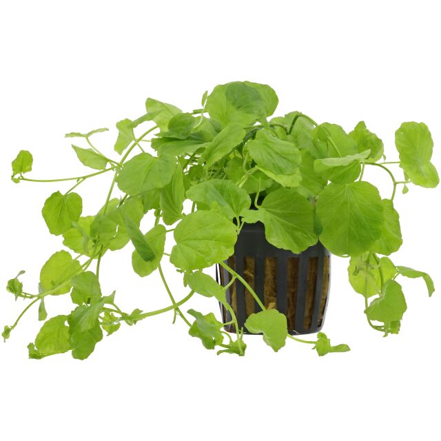 Cardamine lyrata