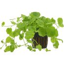 Cardamine lyrata - Topf