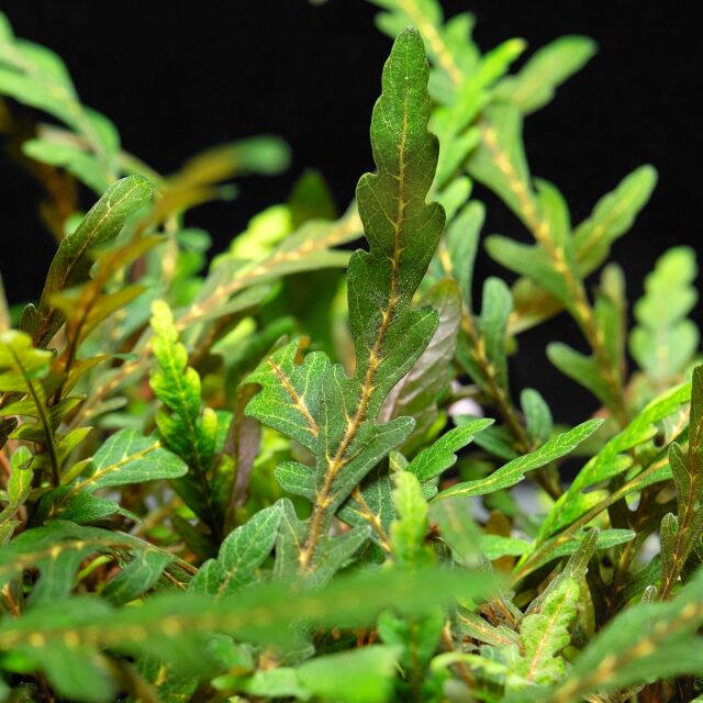Hygrophila pinnatifida 'UK'