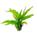 Microsorum pteropus Greens - Topf