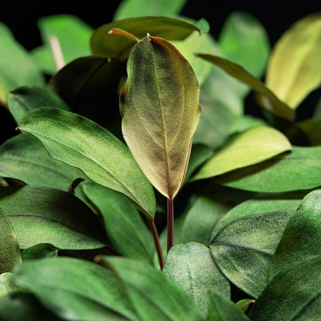 Bucephalandra sp. "Melawi Fine Edge"