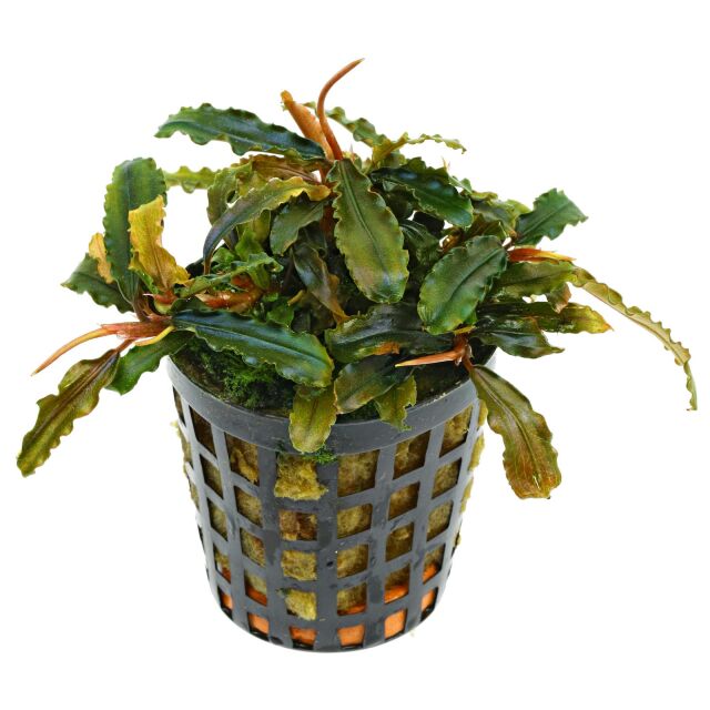 Bucephalandra sp. "Catarina"