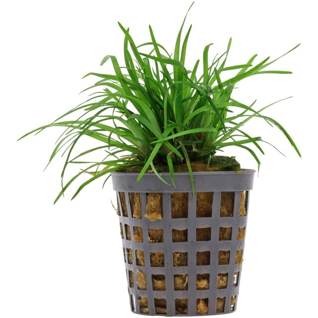 Eriocaulon sp. "Vietnam" - Topf