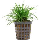Eriocaulon sp. "Vietnam" - Topf