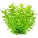 Limnophila aromatica "Wavy"