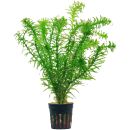 Egeria densa - Topf