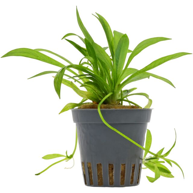 Helanthium bolivianum "Latifolius"