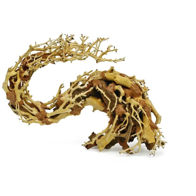 Dragon-Bonsai - L - 1