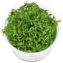 Rotala rotundifolia "Green" - 1-2-GROW!
