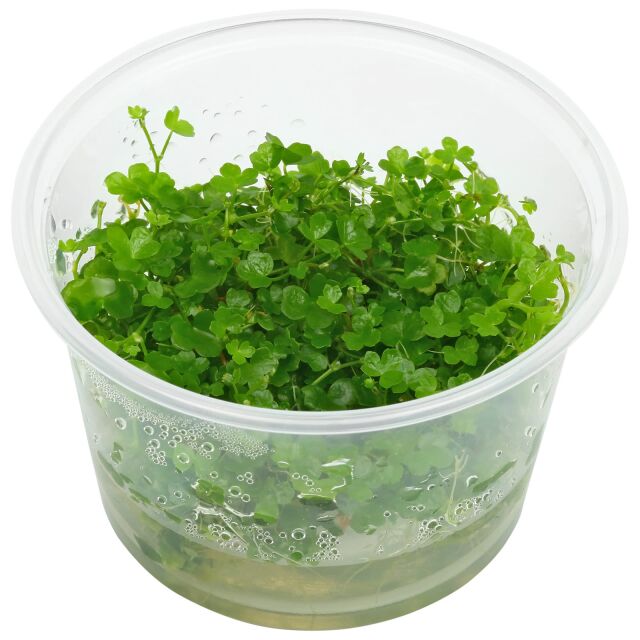 Hydrocotyle tripartita "Mini"
