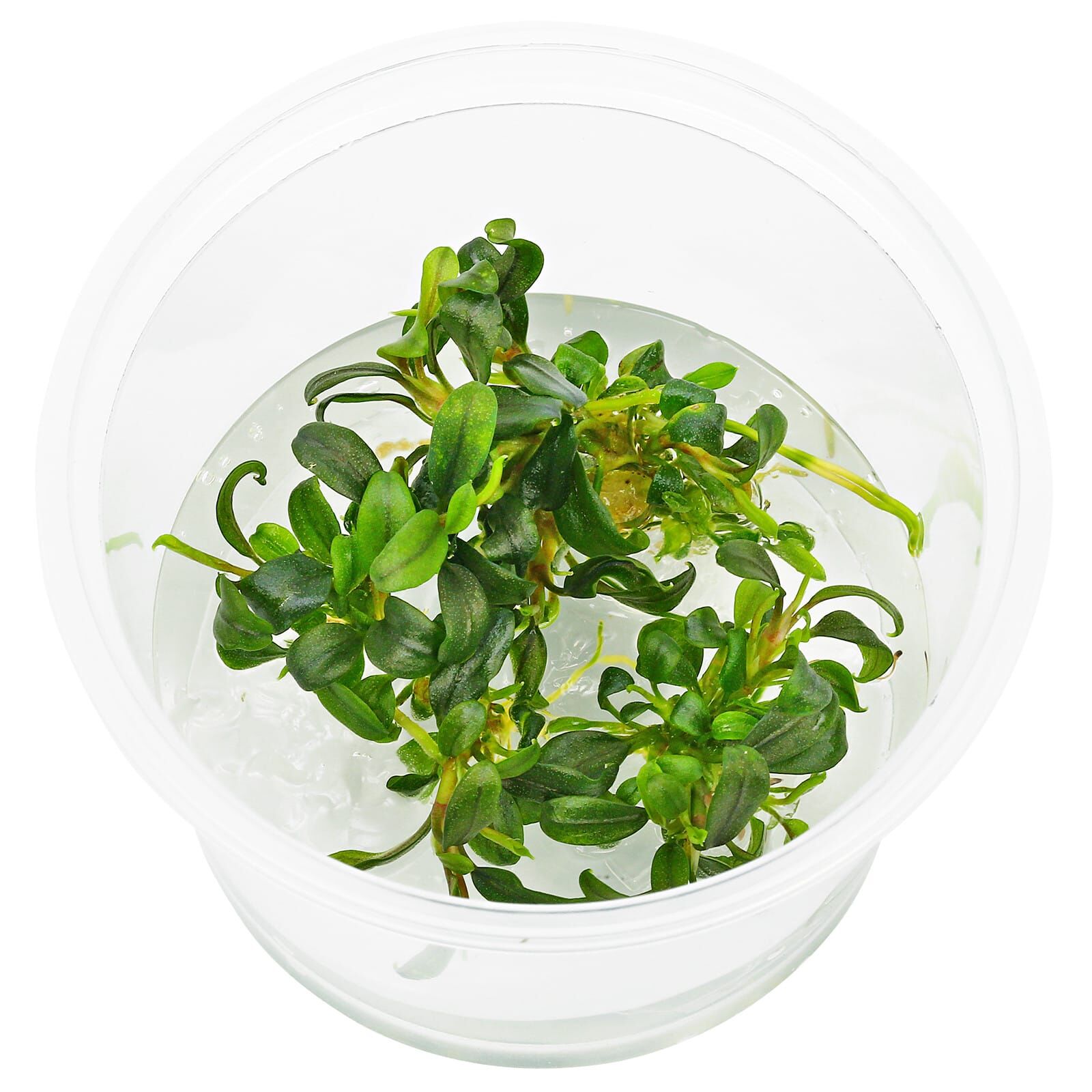 Bucephalandra sp. "Mini Needle Leaf"