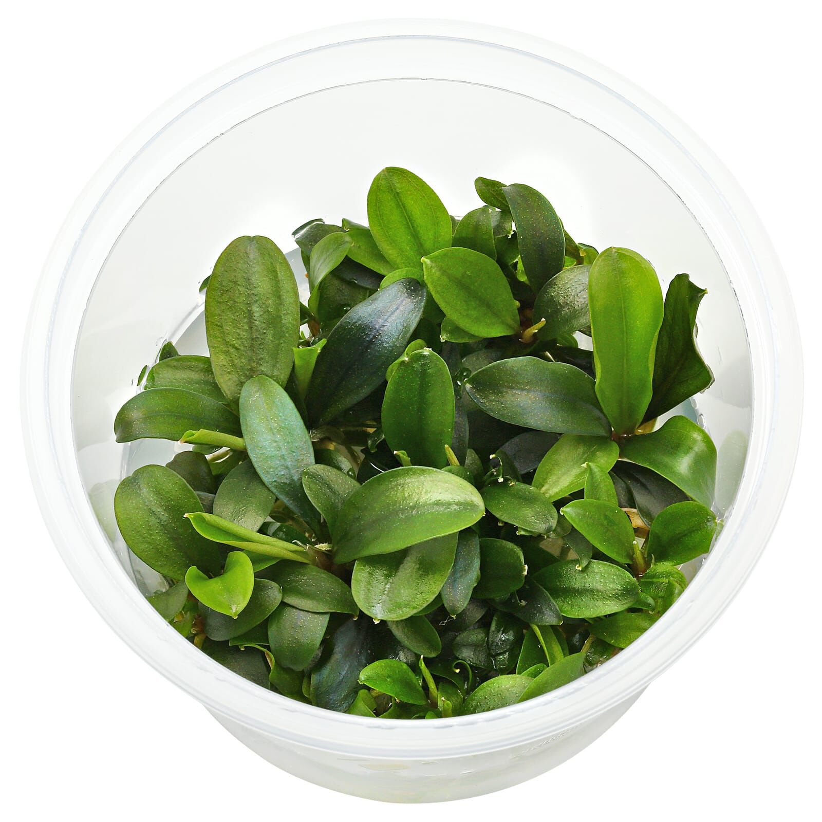 Bucephalandra sp. "Serimbu Brown"