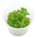 Ludwigia repens × arcuata - in Vitro