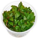 Ludwigia polycarpa - in Vitro
