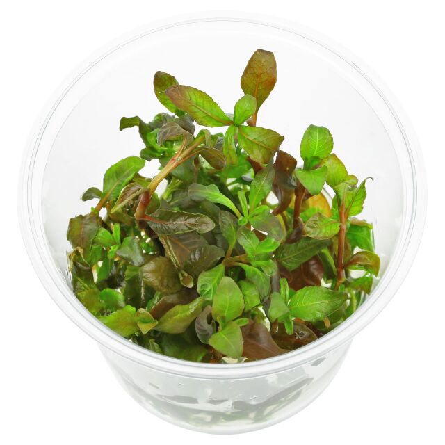 Hygrophila sp. "Brown"