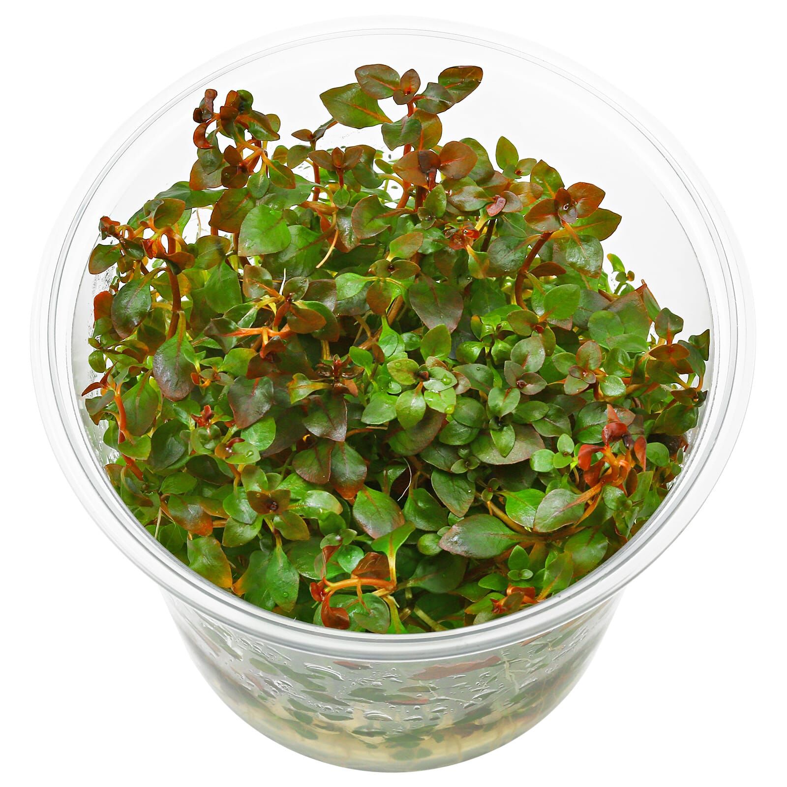 Ludwigia palustris "Super Red"