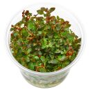 Ludwigia palustris "Super Red" - in Vitro