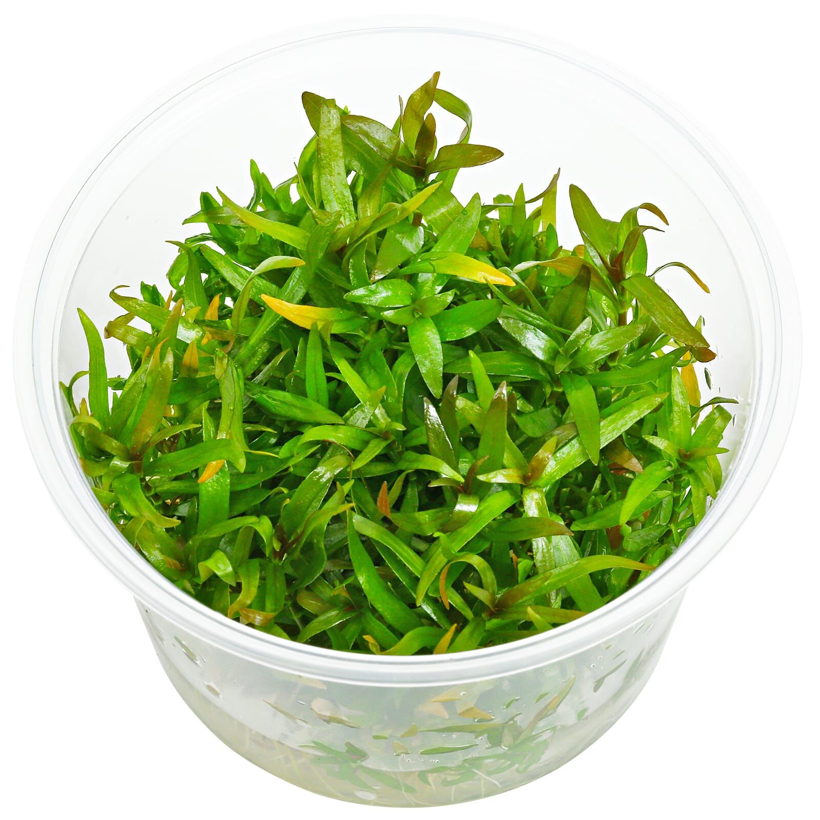 Ludwigia &times; lacustris