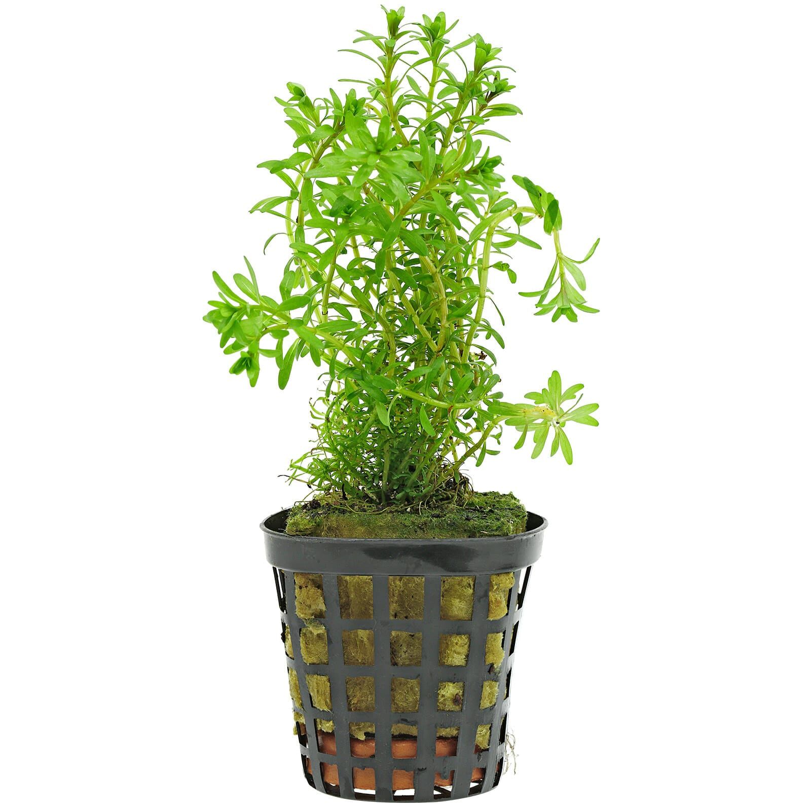 Rotala sp. "Long Leaf"