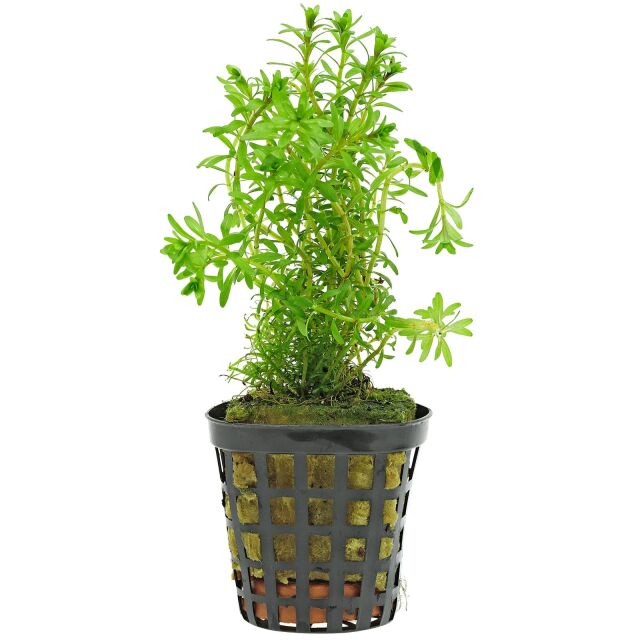 Rotala sp. "Long Leaf"