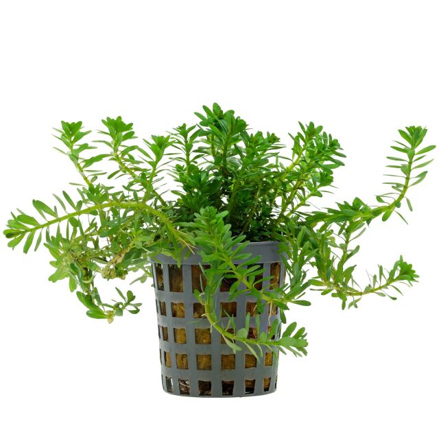 Rotala sp. "Long Leaf"