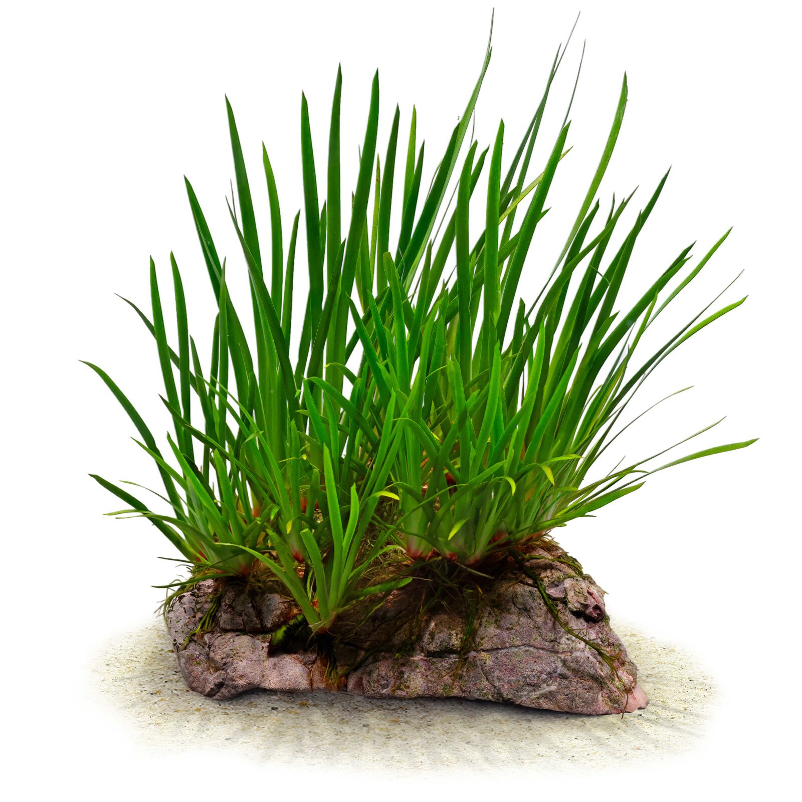 Acorus gramineus 'Pusillus'