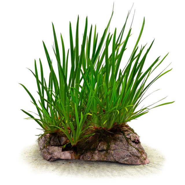 Acorus gramineus 'Pusillus'