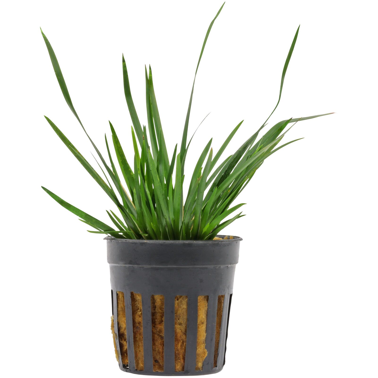 Acorus gramineus 'Pusillus'