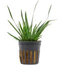 Acorus gramineus 'Pusillus' - Pot