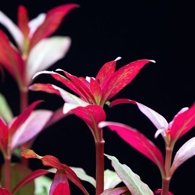 Alternanthera reineckii "Kleines Papageienblatt"