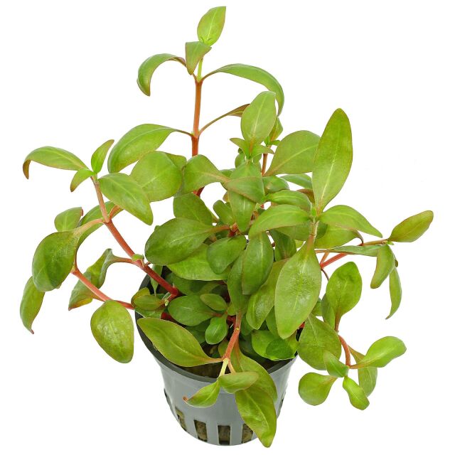 Alternanthera reineckii "Kleines Papageienblatt"