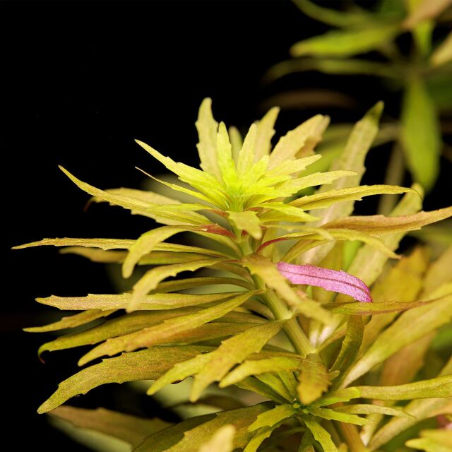 Limnophila cf. hippuridoides "Mini"