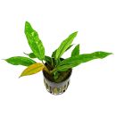 Anubias barteri var. glabra Variegated