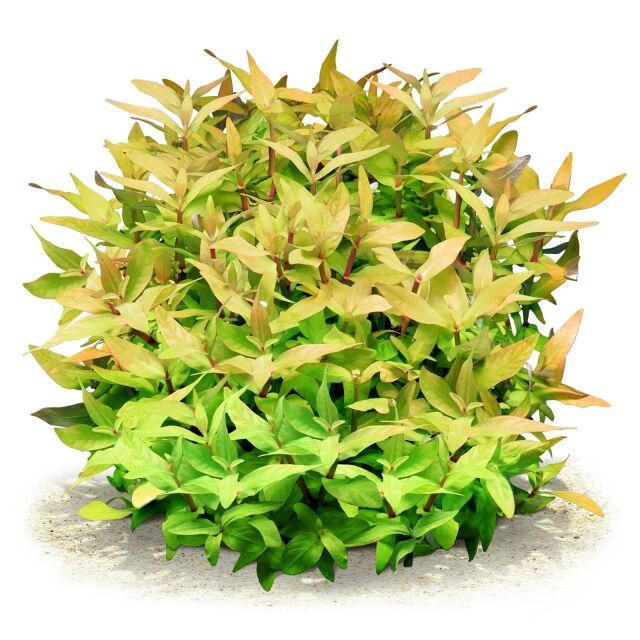Ammannia multiflora