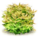 Ammannia multiflora
