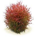 Limnophila aromatica "Mini"