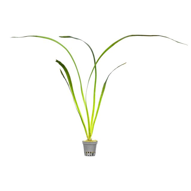 Vallisneria australis "Marmor"
