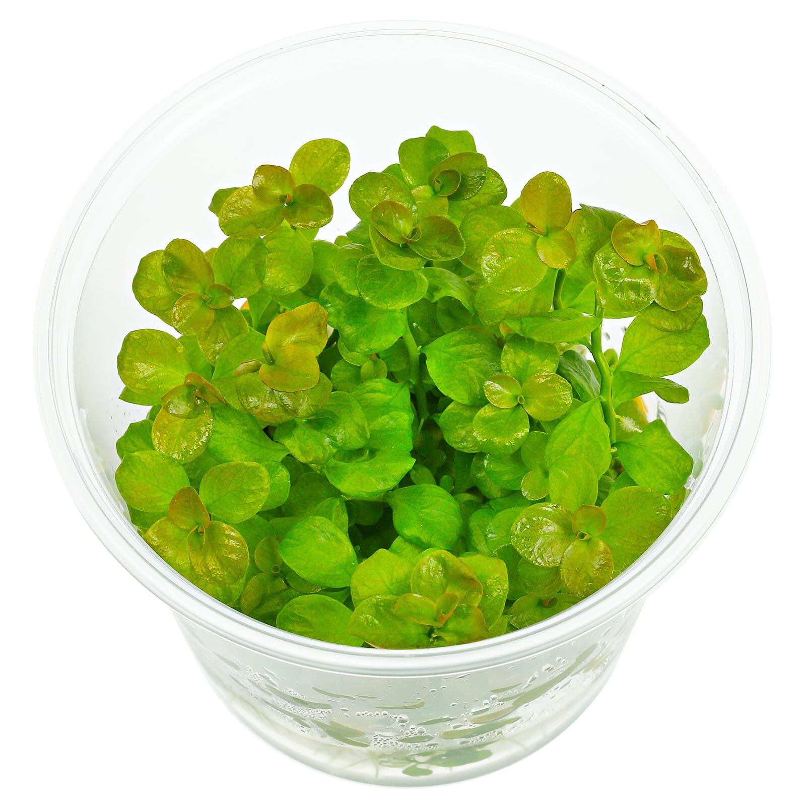Ludwigia sp. "Marilia"