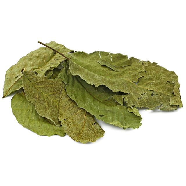 Walnut Leaves - Green