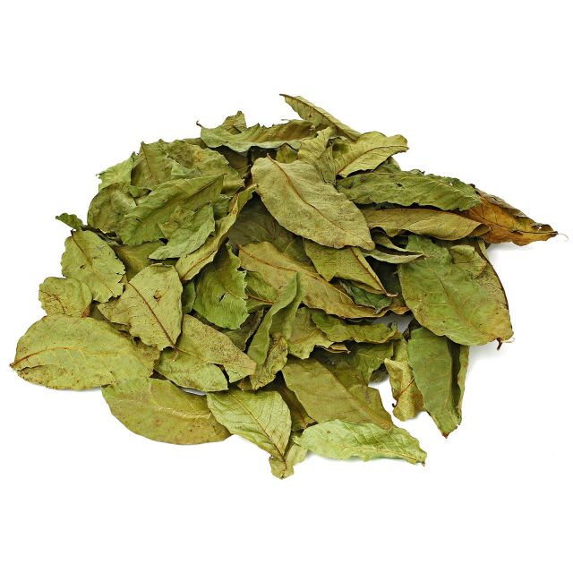 Walnut Leaves - Green